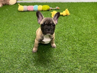 French Bulldog male Puppy for sale 002359534